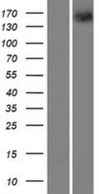 Western Blot: PTP rho/PTPRT Overexpression Lysate [NBP2-05708]