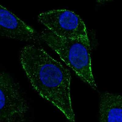 Immunocytochemistry/ Immunofluorescence: PTRF Antibody [NBP2-13828]