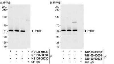 Immunoprecipitation: PTRF Antibody [NB100-60634]