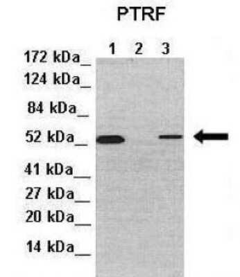 Knockout Validated: PTRF Antibody [NBP1-80220]