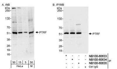 Western Blot: PTRF Antibody [NB100-60635]