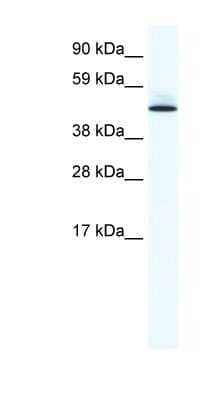 Western Blot: PTRF Antibody [NBP1-80220]