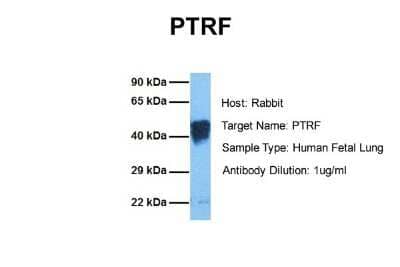 Western Blot: PTRF Antibody [NBP1-80220]