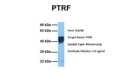 Western Blot: PTRF Antibody [NBP1-80220]