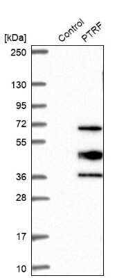 Western Blot: PTRF Antibody [NBP2-13828]