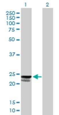 Western Blot: PTRH1 Antibody [H00138428-B01P]