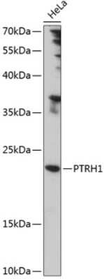 Western Blot: PTRH1 AntibodyAzide and BSA Free [NBP2-94336]