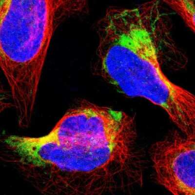 Immunocytochemistry/ Immunofluorescence: PTRH2 Antibody [NBP1-88595]
