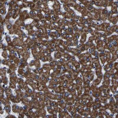 Immunohistochemistry-Paraffin: PTRH2 Antibody [NBP1-88595]