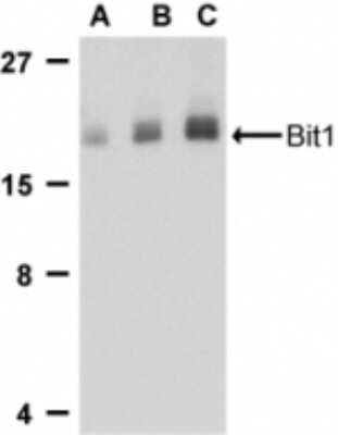 Western Blot: PTRH2 AntibodyBSA Free [NB100-55963]