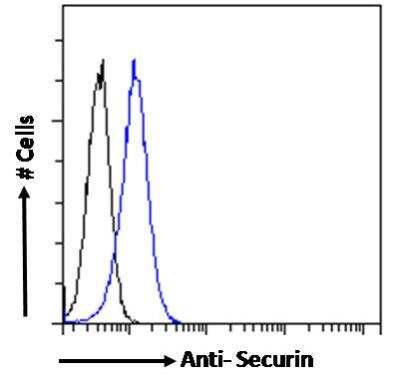 Flow Cytometry: PTTG1 Antibody [NBP2-69985]