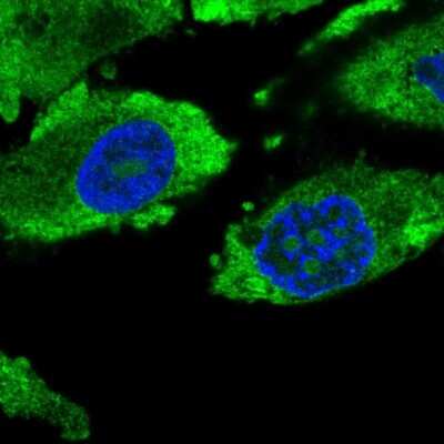 Immunocytochemistry/ Immunofluorescence: PTTG1 Antibody [NBP2-46709]