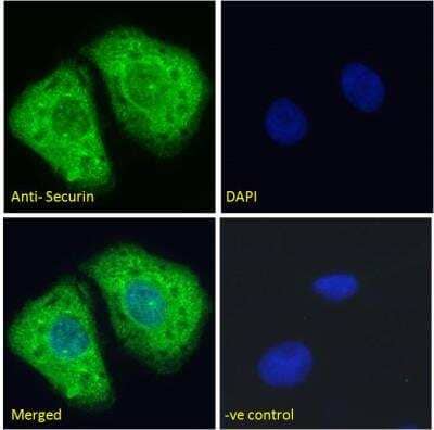 Immunocytochemistry/ Immunofluorescence: PTTG1 Antibody [NBP2-69985]