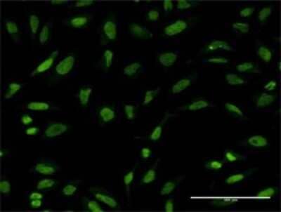 Immunocytochemistry/ Immunofluorescence: PTTG1 Antibody (3F9) [H00009232-M11]