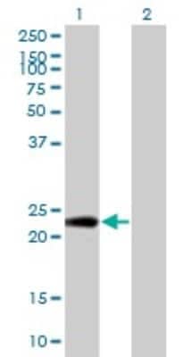 Western Blot: PTTG1IP Antibody (4C11) [H00000754-M04]