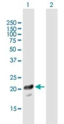 Western Blot: PTTG1IP Antibody [H00000754-B01P]