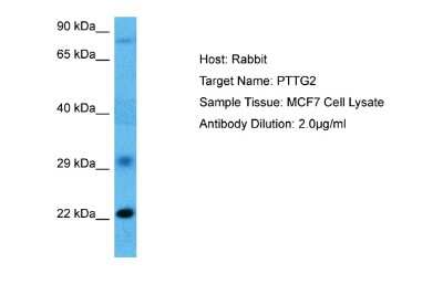 Western Blot: PTTG2 Antibody [NBP2-82320]