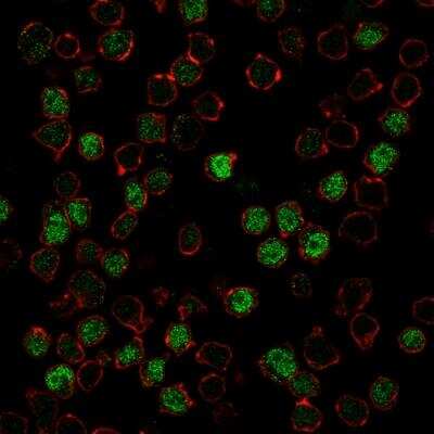 Immunocytochemistry/ Immunofluorescence: PU.1/Spi-1 Antibody (PU1/2146) - Azide and BSA Free [NBP2-75766]