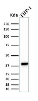 Western Blot: PU.1/Spi-1 Antibody (PU1/2146)Azide and BSA Free [NBP2-75766]