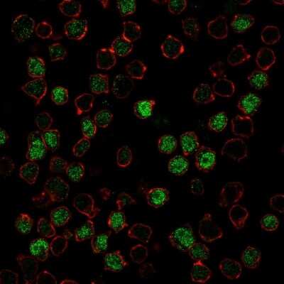 Immunocytochemistry/ Immunofluorescence: PU.1/Spi-1 Antibody (PU1/2146) [NBP2-75738]