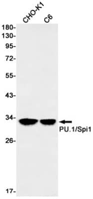 Western Blot: PU.1/Spi-1 Antibody (S02-1D7) [NBP3-19911]