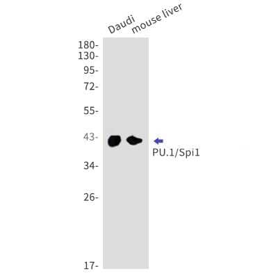 Western Blot: PU.1/Spi-1 Antibody (S07-4D3) [NBP3-14966]