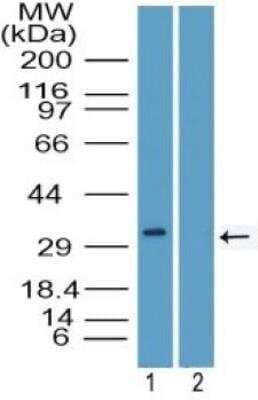 Western Blot: PU.1/Spi-1 Antibody [NBP2-27163]