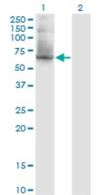 Western Blot: PUF60 Antibody (1C1) [H00022827-M20]