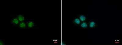 Immunocytochemistry/ Immunofluorescence: PUF60 Antibody (3510) [NBP2-43835]
