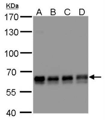 Western Blot: PUF60 Antibody (3510) [NBP2-43835]