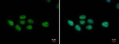 Immunocytochemistry/ Immunofluorescence: PUF60 Antibody (677) [NBP2-43836]