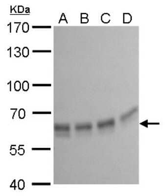 Western Blot: PUF60 Antibody (677) [NBP2-43836]