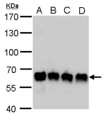 Western Blot: PUF60 Antibody (917) [NBP2-43764]