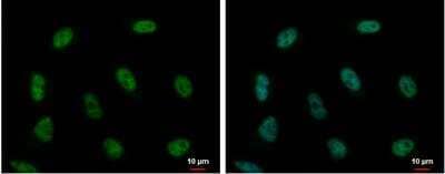 Immunocytochemistry/ Immunofluorescence: PUF60 Antibody [NBP2-20007]