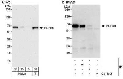 Western Blot: PUF60 Antibody [NBP1-49906]