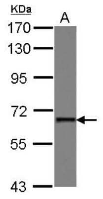 Western Blot: PUF60 Antibody [NBP2-20007]