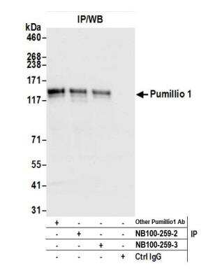 Immunoprecipitation: PUM1 Antibody [NB100-259]