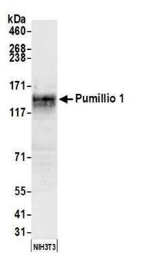 Western Blot: PUM1 Antibody [NB100-259]