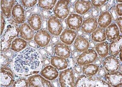 Immunohistochemistry-Paraffin: PUM2 Antibody [NBP2-20010]