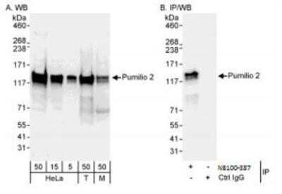 Western Blot: PUM2 Antibody [NB100-387]