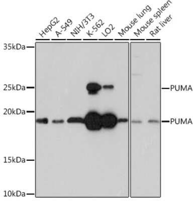 Western Blot: PUMA Antibody (9C5W5) [NBP3-16268]