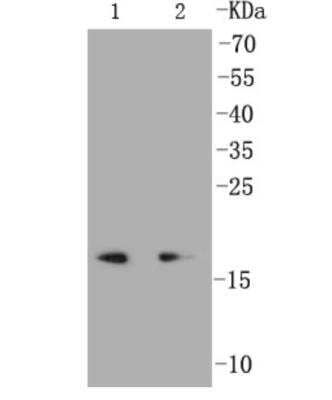 Western Blot: PUMA Antibody (SR42-09) [NBP2-67326]