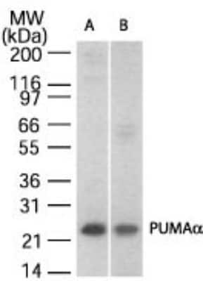 Western Blot: PUMA Antibody [NB100-56370]