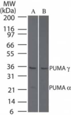 Western Blot: PUMA Antibody [NB100-56623]