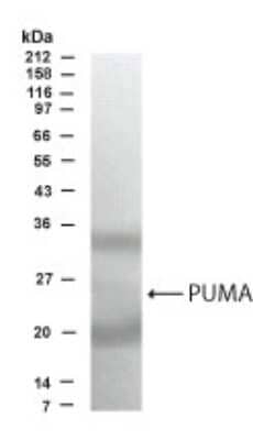 Western Blot: PUMA AntibodyBSA Free [NB500-230]