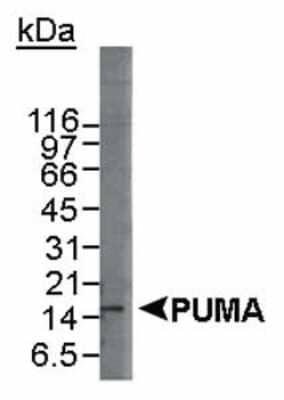 Western Blot: PUMA Antibody [NB500-261]