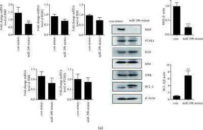 Western Blot: PUMA AntibodyBSA Free [NBP1-76639]