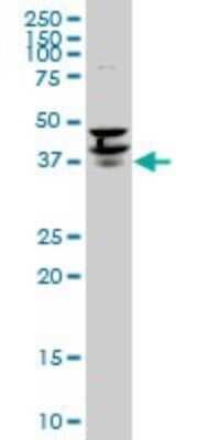 Western Blot: PURA Antibody (1C10) [H00005813-M02]