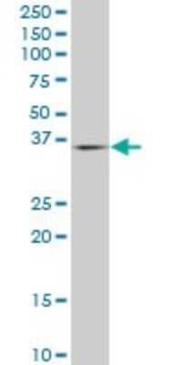 Western Blot: PURA Antibody (1D6) [H00005813-M07]