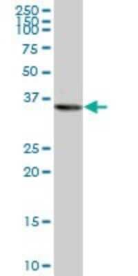 Western Blot: PURA Antibody (3A9) [H00005813-M05]